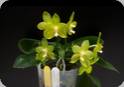 Phal. Allura Green Dream